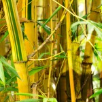 bamboo