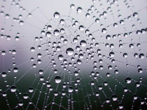 WordPress_themes