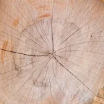 Cracked log