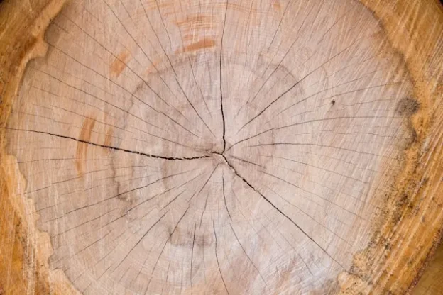 Cracked log