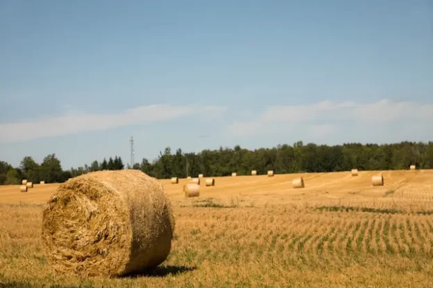 Farm Field