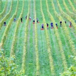 Harvesting in the field.