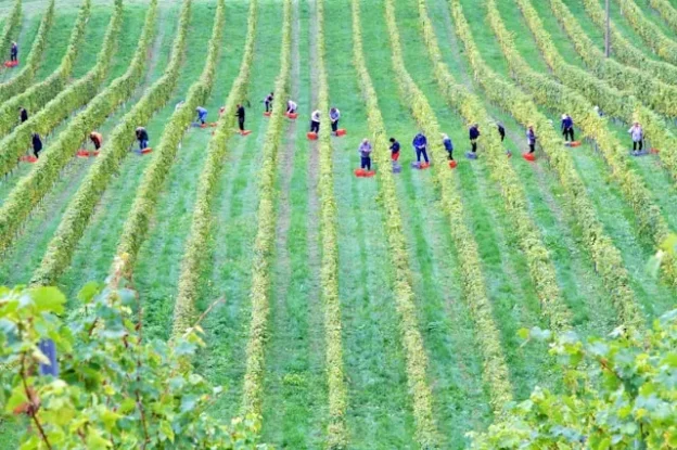 Harvesting in the field.