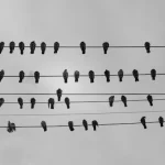 Birds on the line