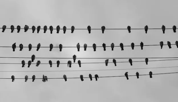 Birds on the line