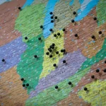 Pins on Map