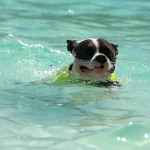 Dog in pool