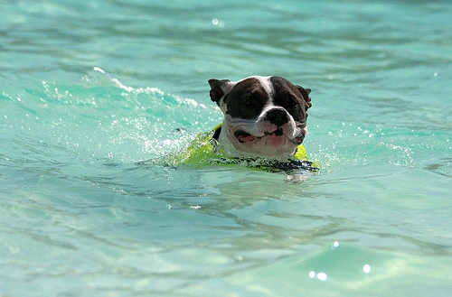 Dog in pool
