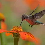Hummingbird with flower