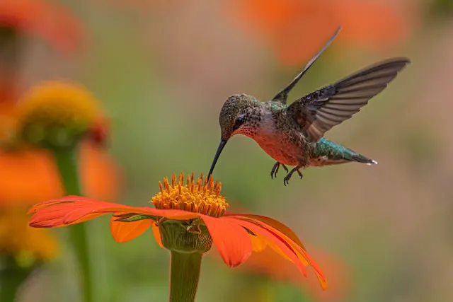 Google Overhauls Its Algorithms: Hummingbird Explained