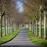 Road with trees at each side