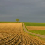 Fields green and brown